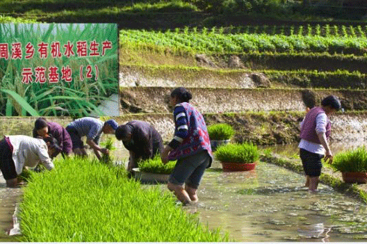 周溪水稻示范基地用上秋葵视频在线观看【图片案例】