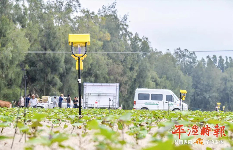 福建平潭秋葵视频在线观看用于甘薯种植效果