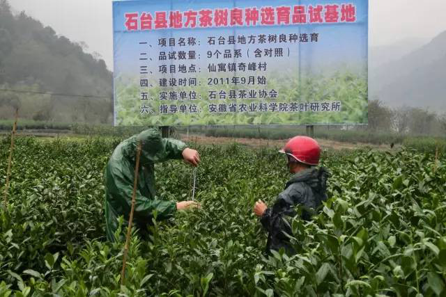 安徽茶园应用秋葵视频在线观看绿色防控效果
