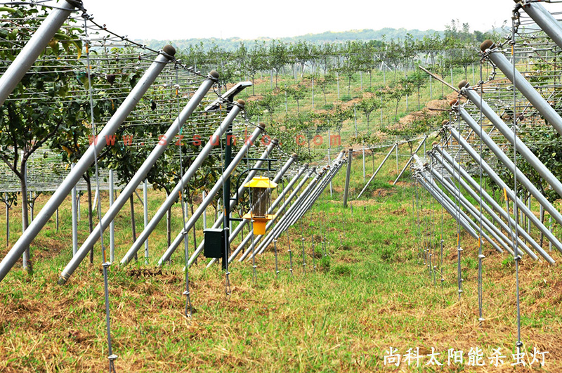 江苏南京猕猴桃果园用秋葵视频在线观看效果怎么样