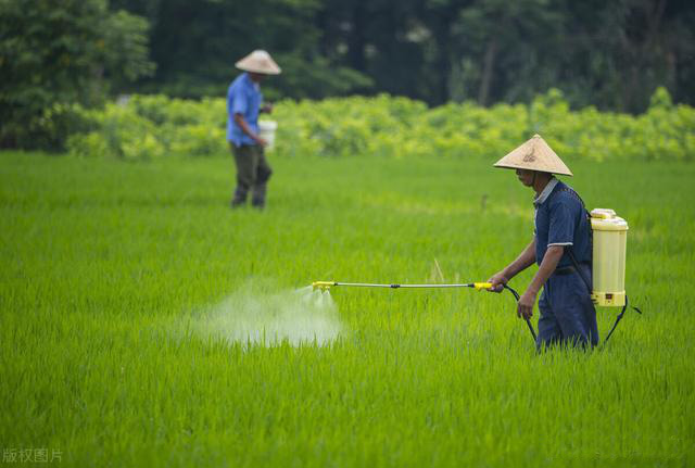 无人机和秋葵视频在线观看提升水稻田害虫防治水平