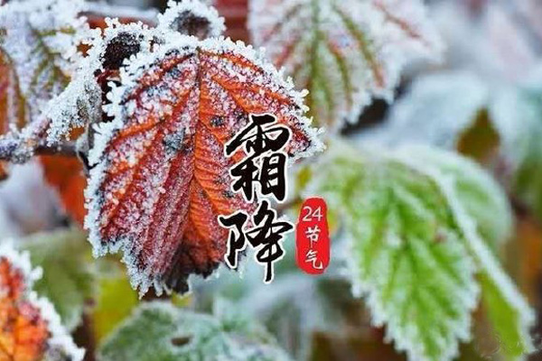 今日霜降，记得收起您的秋葵视频在线观看