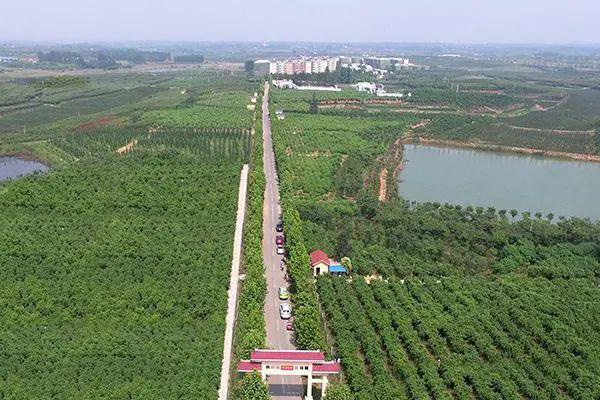 合肥果园用秋葵视频在线观看批量采购多少钱