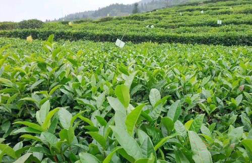 茶园秋葵视频在线观看效果如何？湖南茶农这杨说