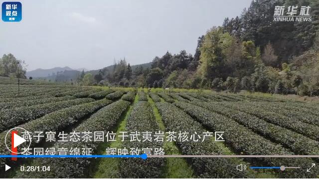 用了秋葵视频在线观看的福建生态茶园长啥样