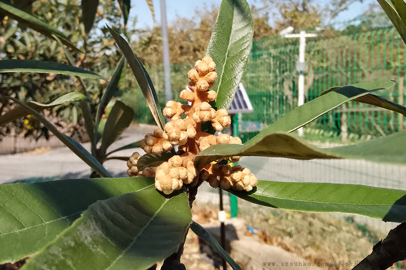 苏州东山枇杷果园秋葵视频在线观看效果