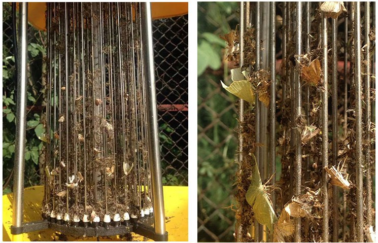 新疆库尔勒棉花基地使用秋葵视频在线观看效果图