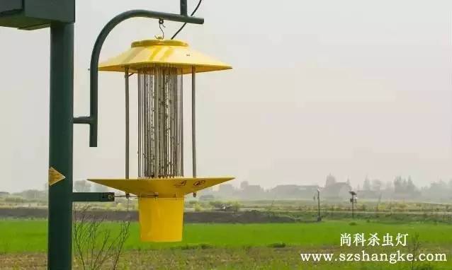 秋葵视频在线观看哪家好？秋葵APP官方网站地址进入杀虫灯农田实拍