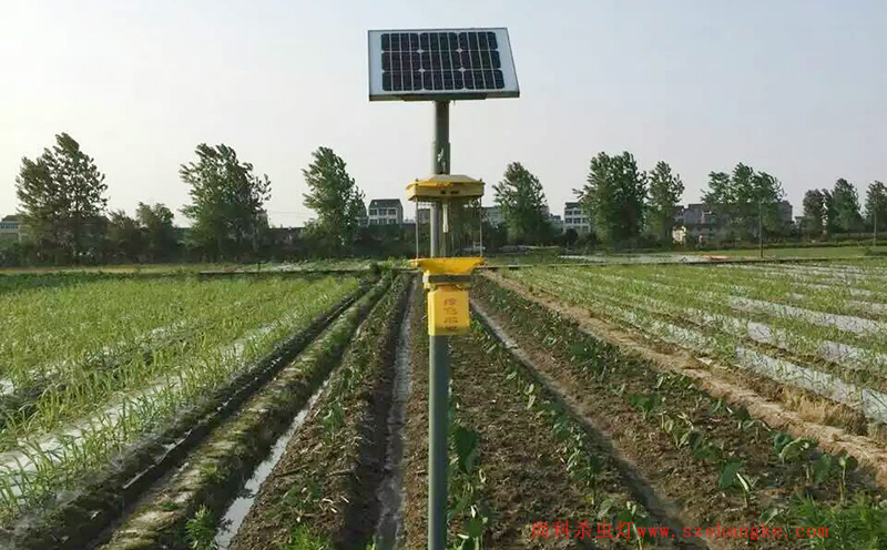 济宁蔬菜种植园菜地秋葵视频在线观看