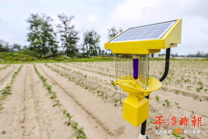 福建平潭秋葵视频在线观看用于甘薯种植效果