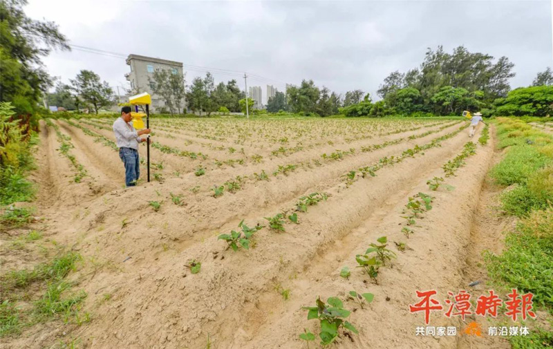 福建平潭农户安装秋葵视频在线观看用于甘薯种植