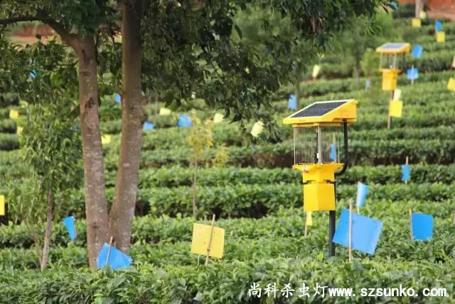 安徽石台县茶园用秋葵视频在线观看绿色防控
