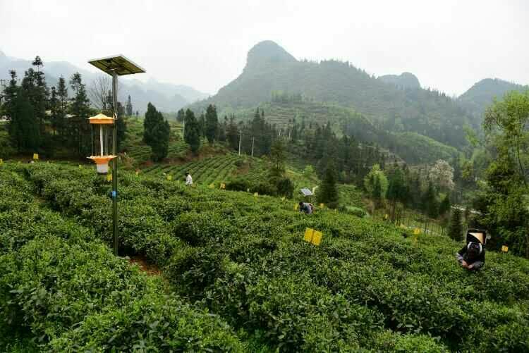 贵州秋葵视频在线观看用于哚贝茶园基地