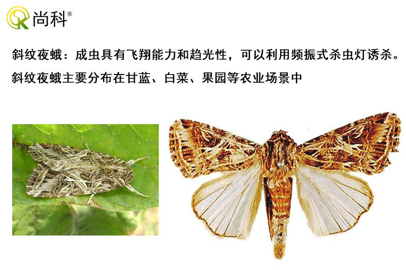 斜纹夜蛾可以用秋葵视频在线观看诱杀
