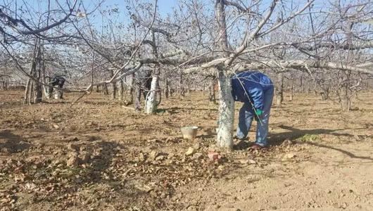 冬天来了果农给果树涂防虫剂，涂树干