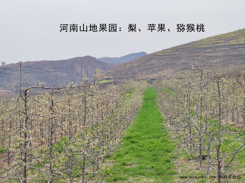 秋葵视频在线观看在果园用了3年照样工作