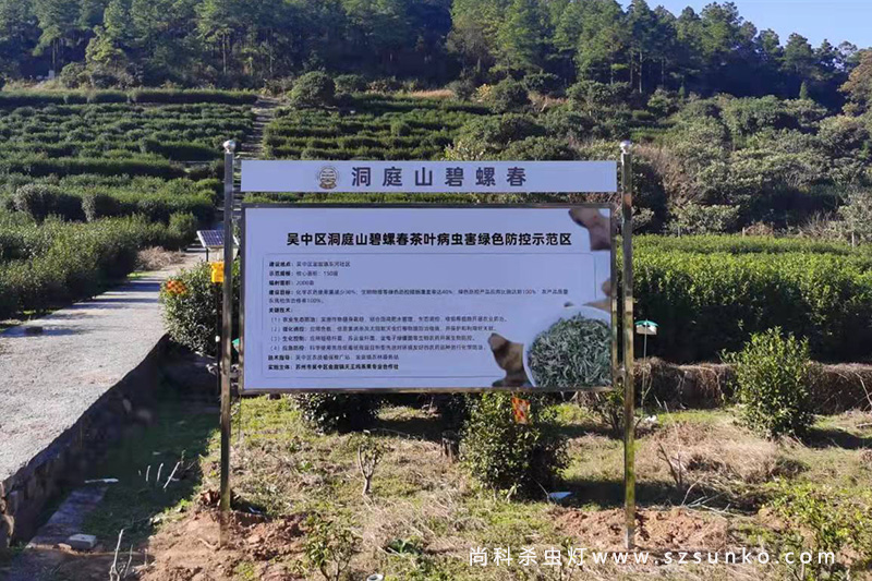 苏州天王坞碧螺春茶园秋葵视频在线观看安装案例