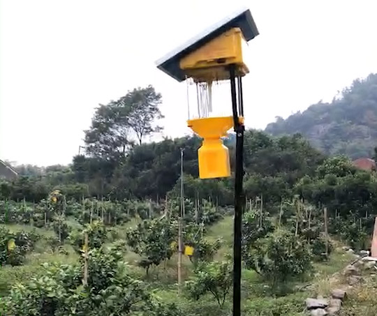大风天使用杀虫灯，效果如何？安全吗？
